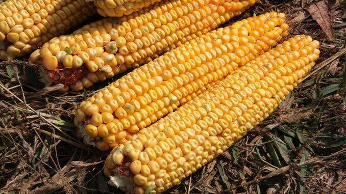 Boabe incoltite in stiulete la porumb
