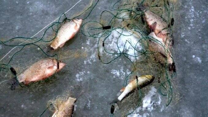 Braconaj pesti Dunare