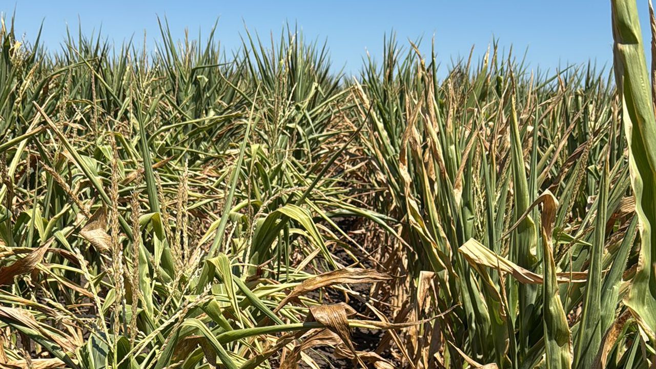 Porumb afectat de secetă