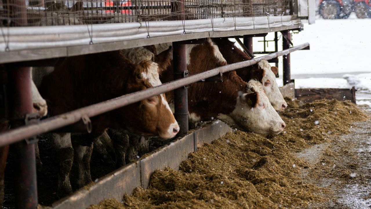 Efectiv de vaci pentru două salarii minime pe economie