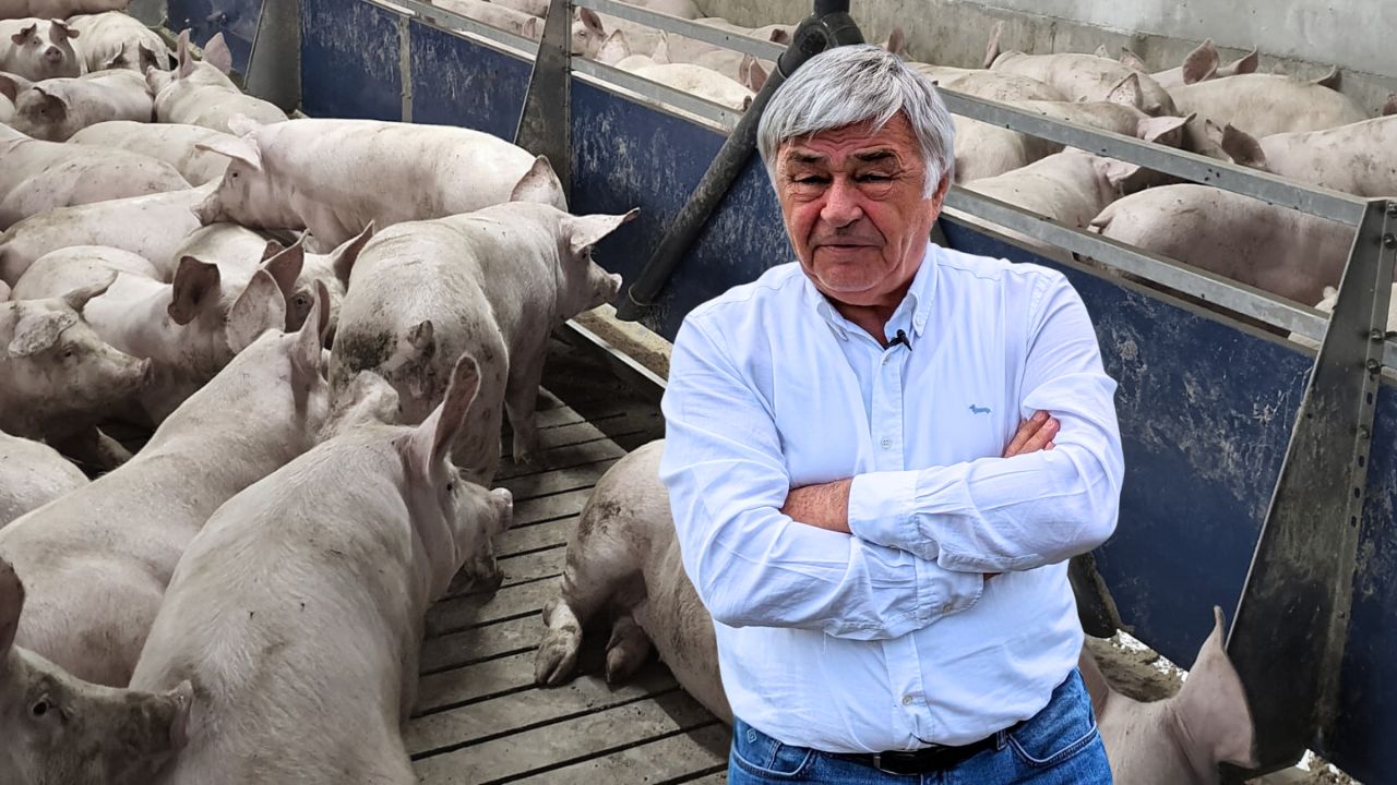 Focar de pestă porcină africană în ferma familiei Muscă din Olari, județul Arad