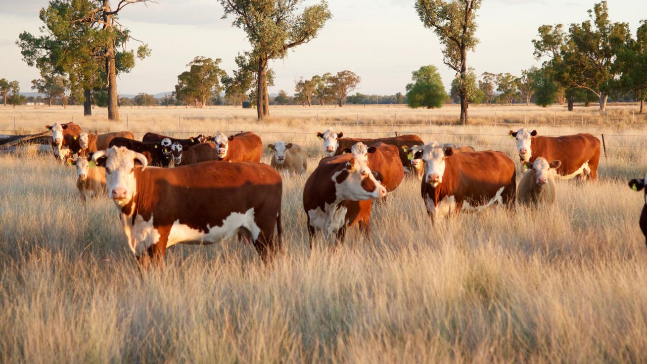 Fonduri europene pentru achiziția de animale