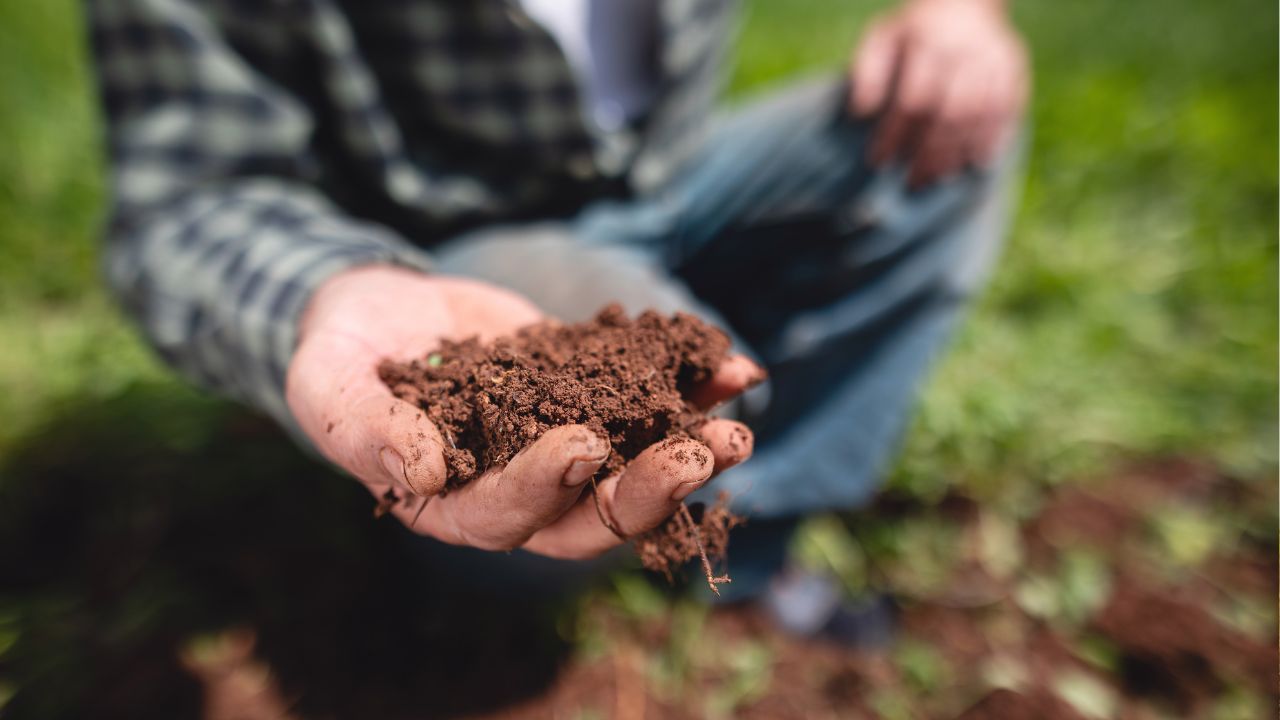 GreenFields Academy continuă