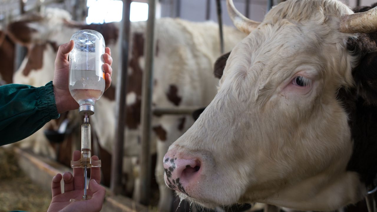 Vaccinare vaci
