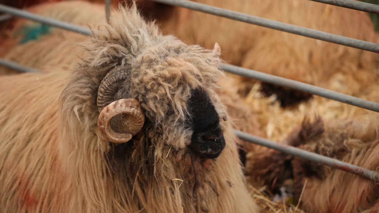 Berbec din rasa Țurcană