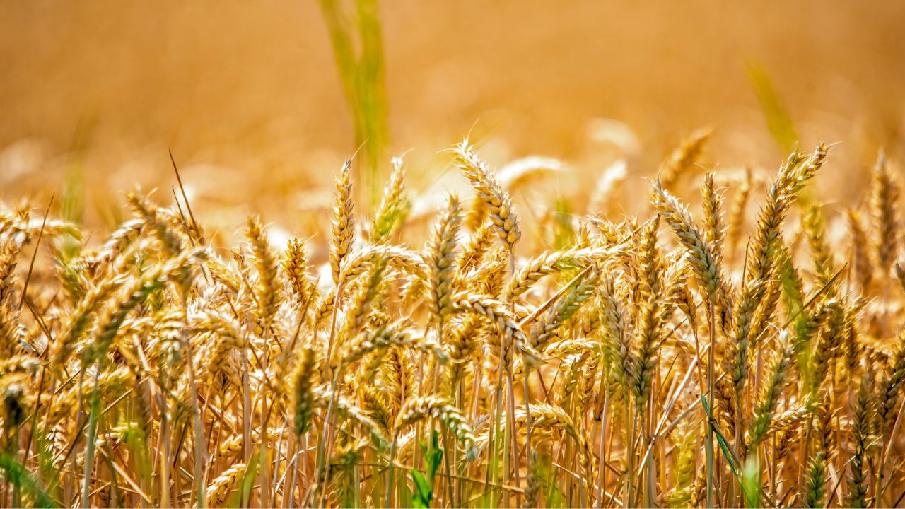 Evoluția resurselor de cereale