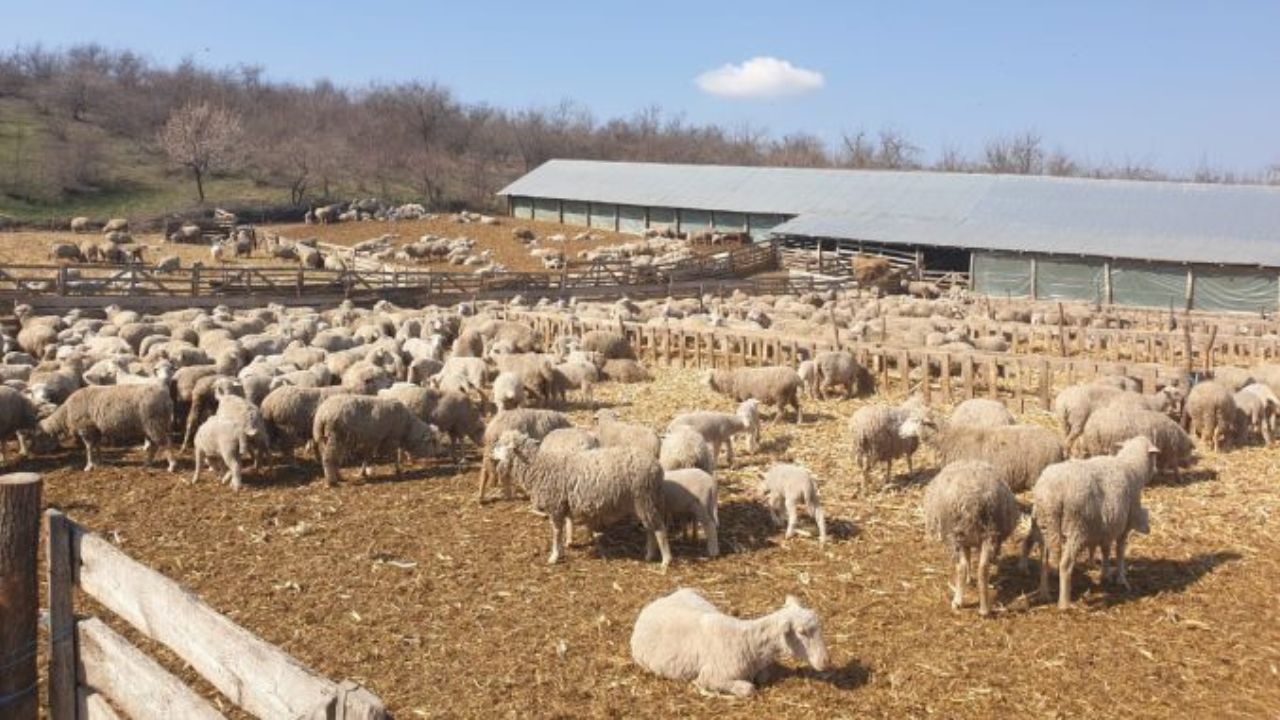 Fermă de ovine (foto arhivă)