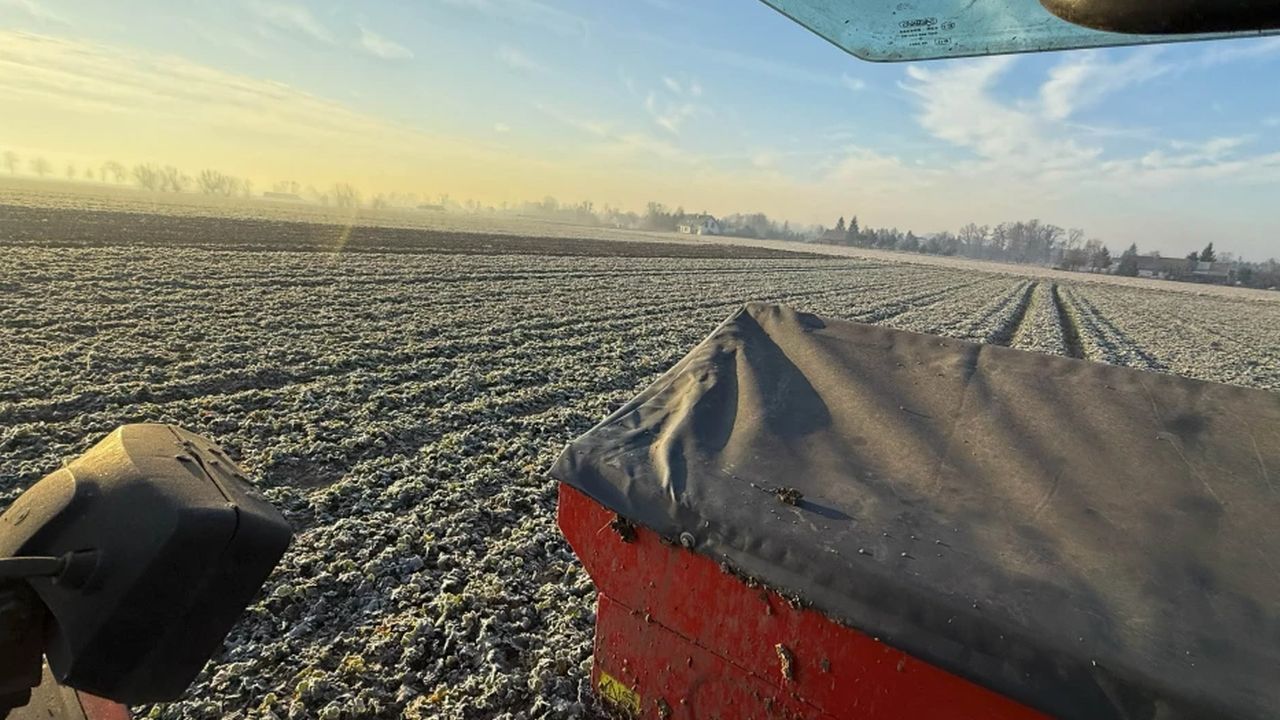 Fertilizarea rapiței cu potasiu iarna