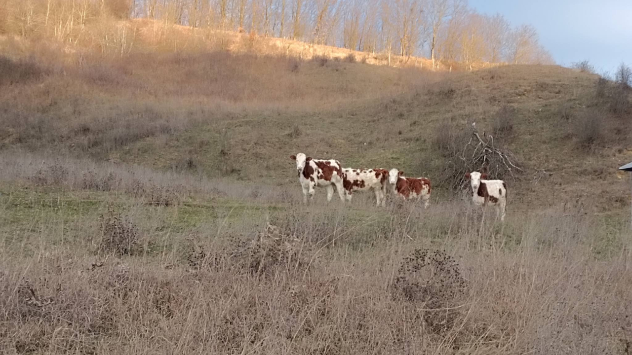 Lege nouă pentru subvenția pe pășune