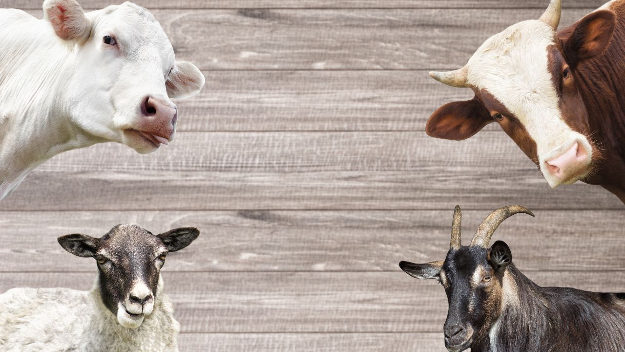 Ajutor de stat în sectorul creșterii animalelor