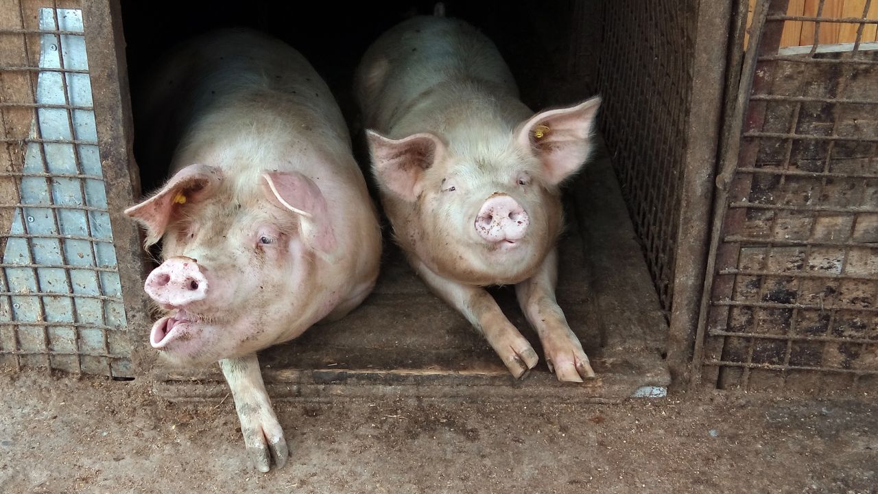 Porci pentru Crăciun