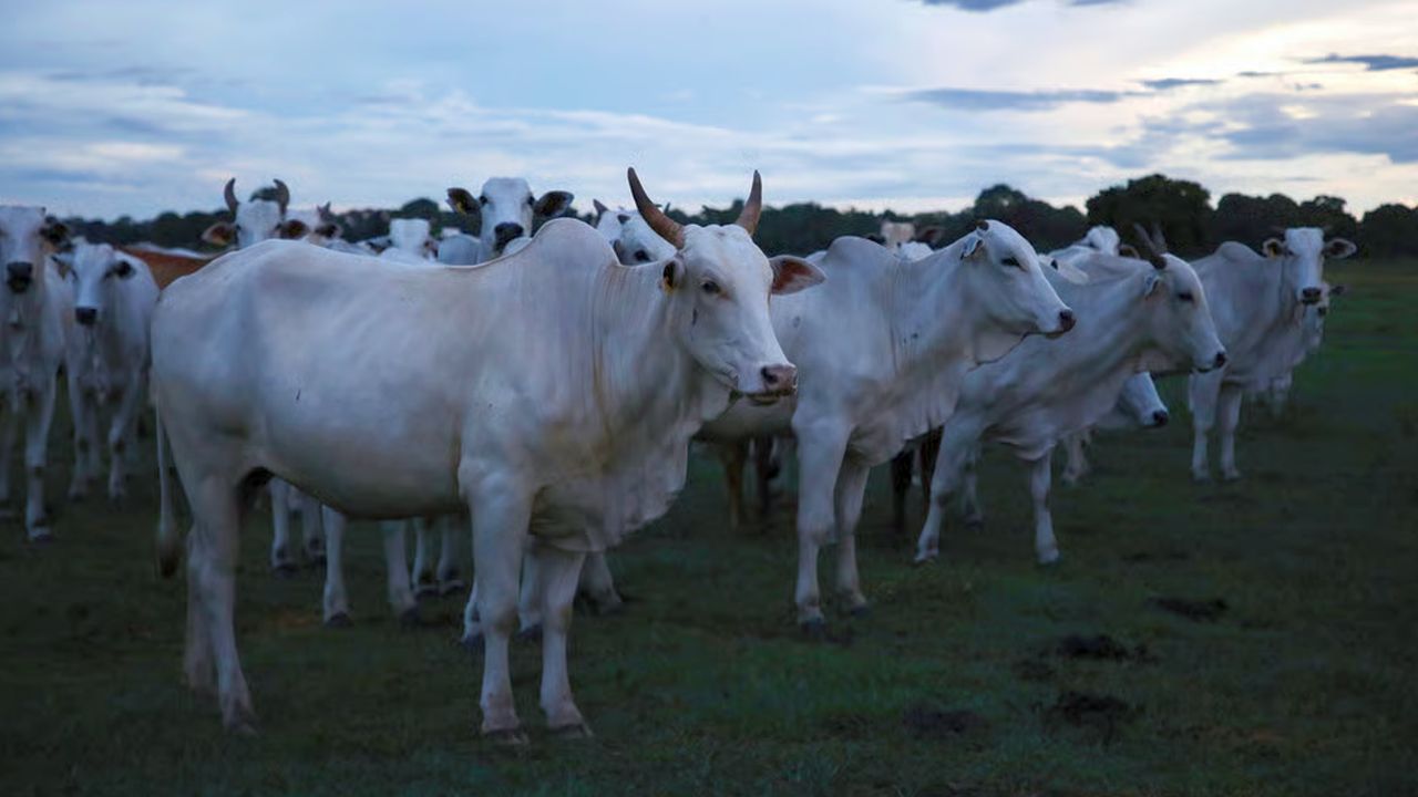 Acordul cu statele Mercosur, adoptat