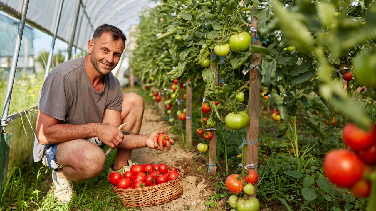 Sumă forfetară pentru micii fermieri