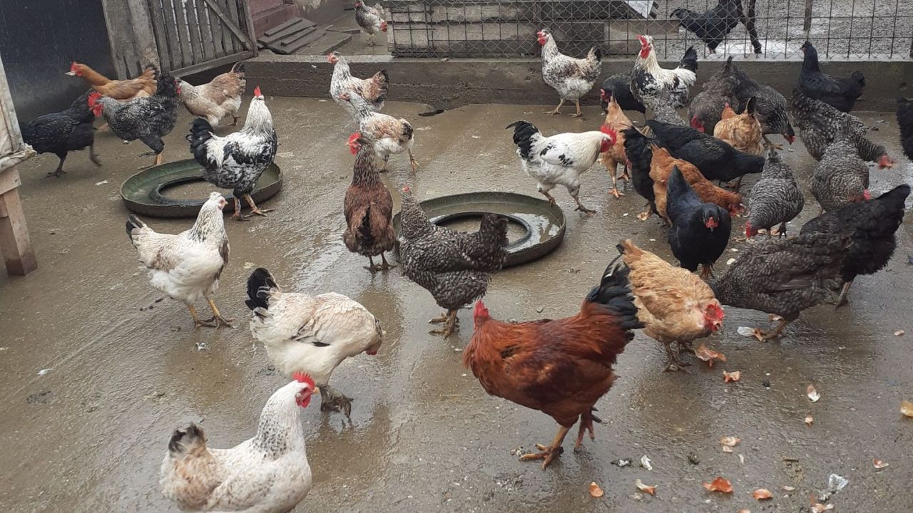 Albastru de metil la găini