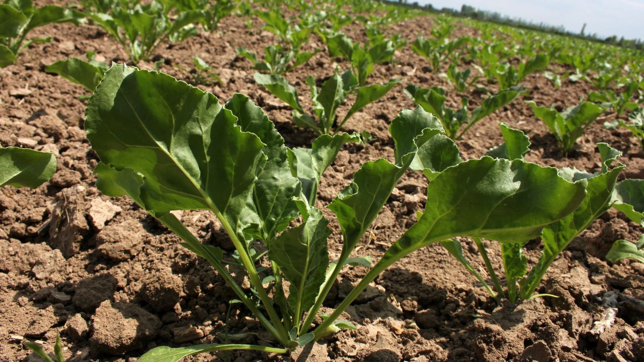 Cultură de sfeclă de zahăr