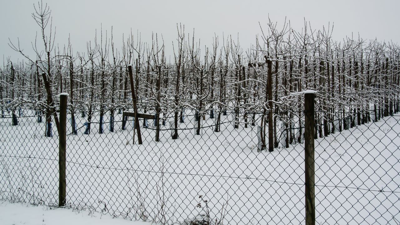 Determinarea producției la pomii fructiferi