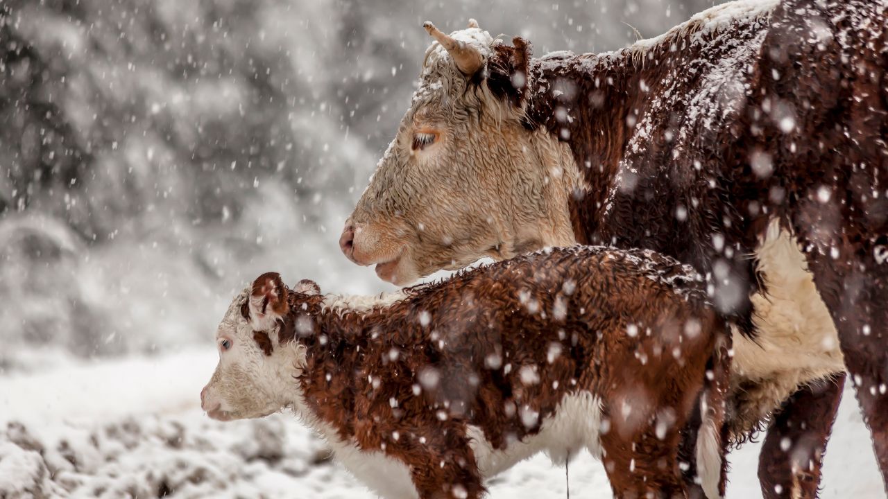 Îngrijirea vițeilor iarna