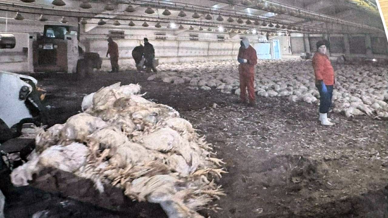 Păsări sacrificate (foto: telepraph.md)