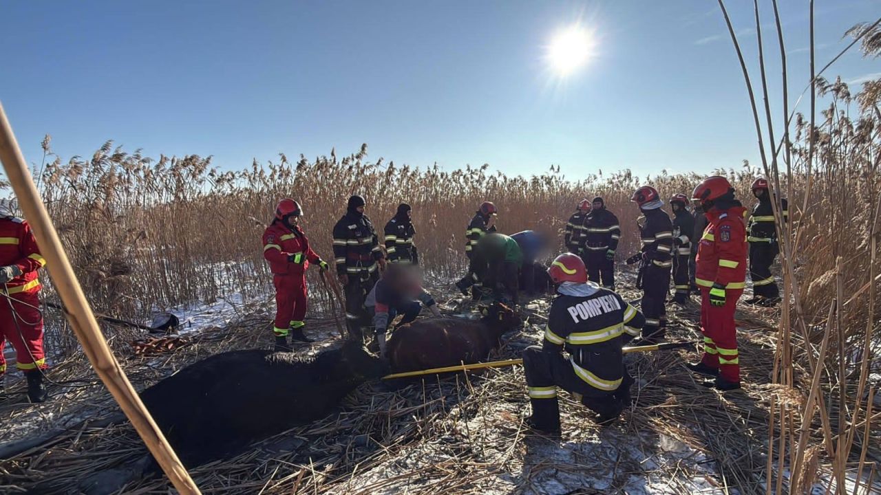 Vaci salvate din iaz