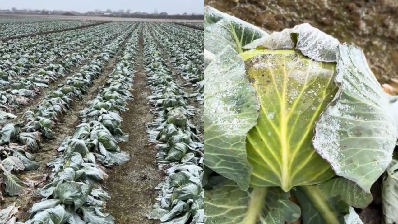 Varză pe câmp, în ianuarie