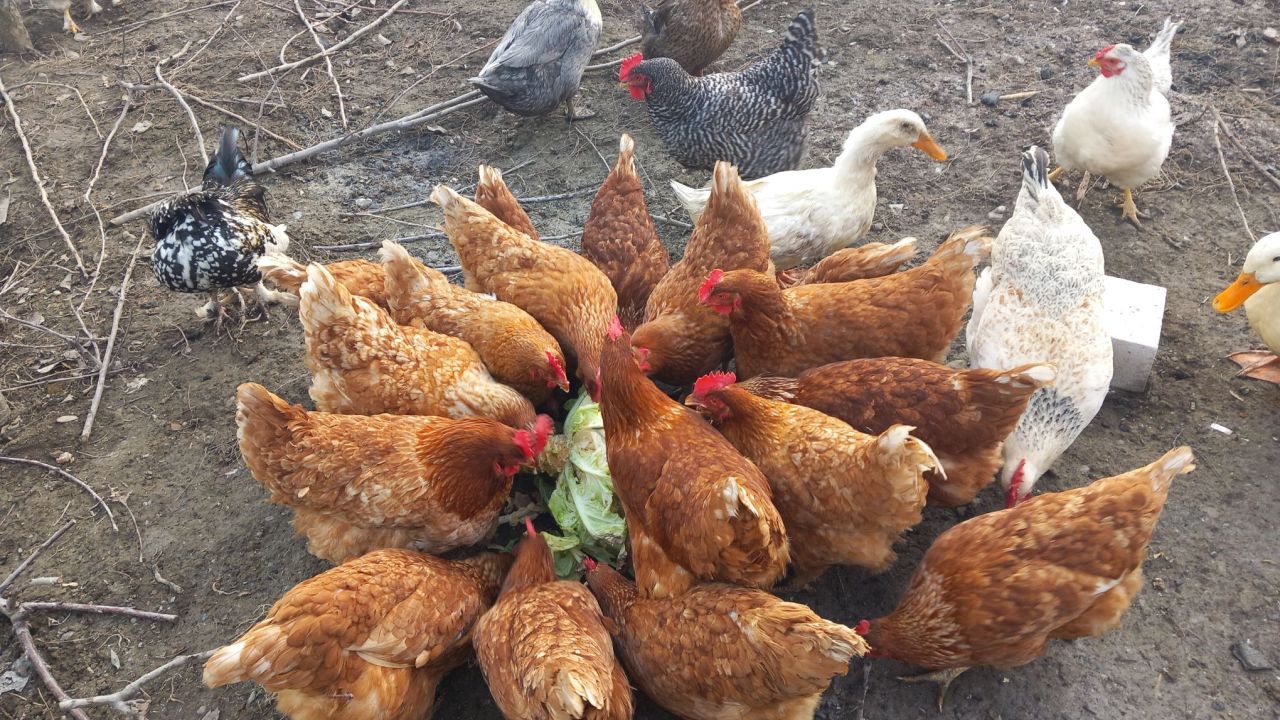 Varza la găini iarna