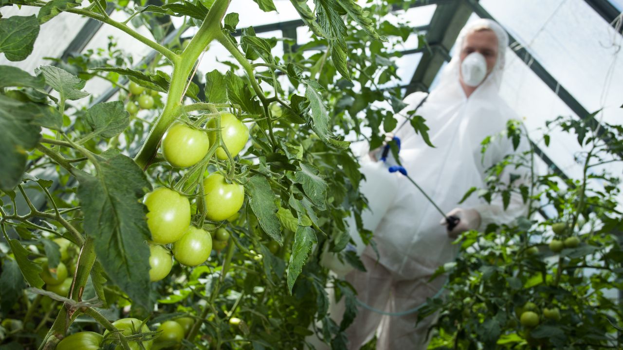 Aplicarea produselor de protecția plantelor la tomate
