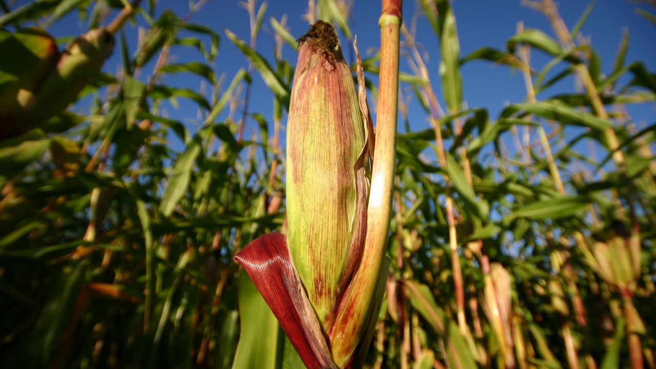 Cultură de porumb
