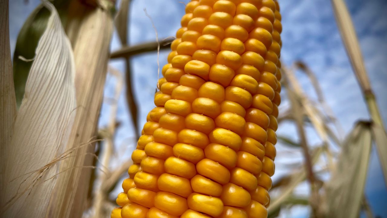 Estimări de producție la porumb