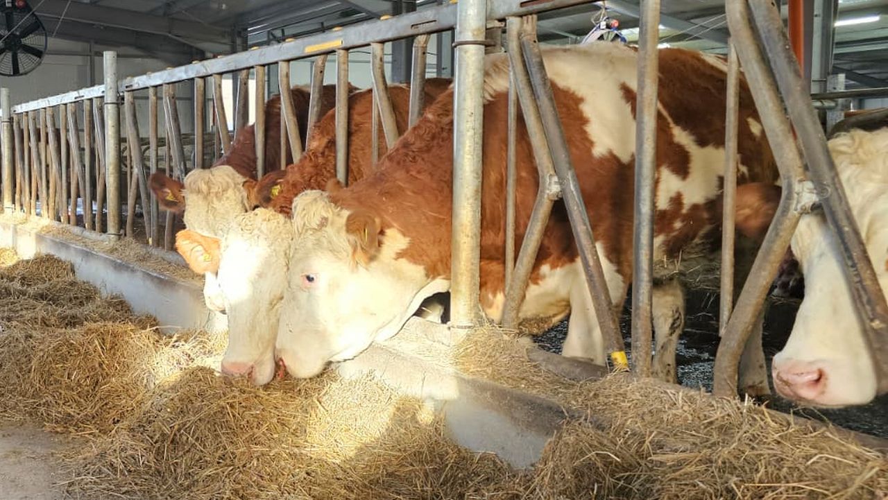 Data de referință pentru plata ANT la bovine în 2026