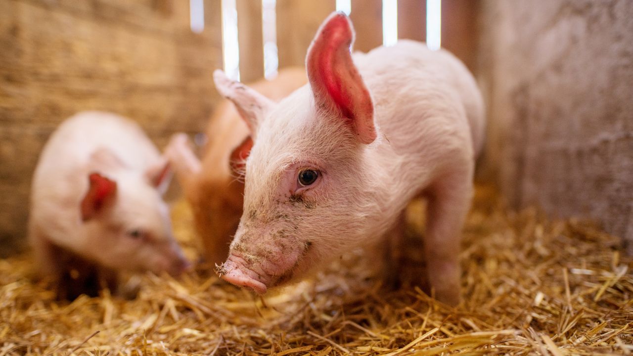 Fermă mică de porci