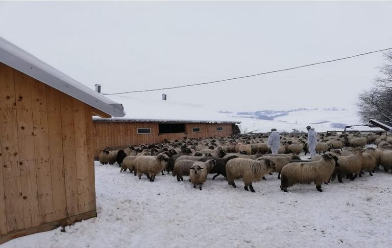 Fermă afectată de scrapie