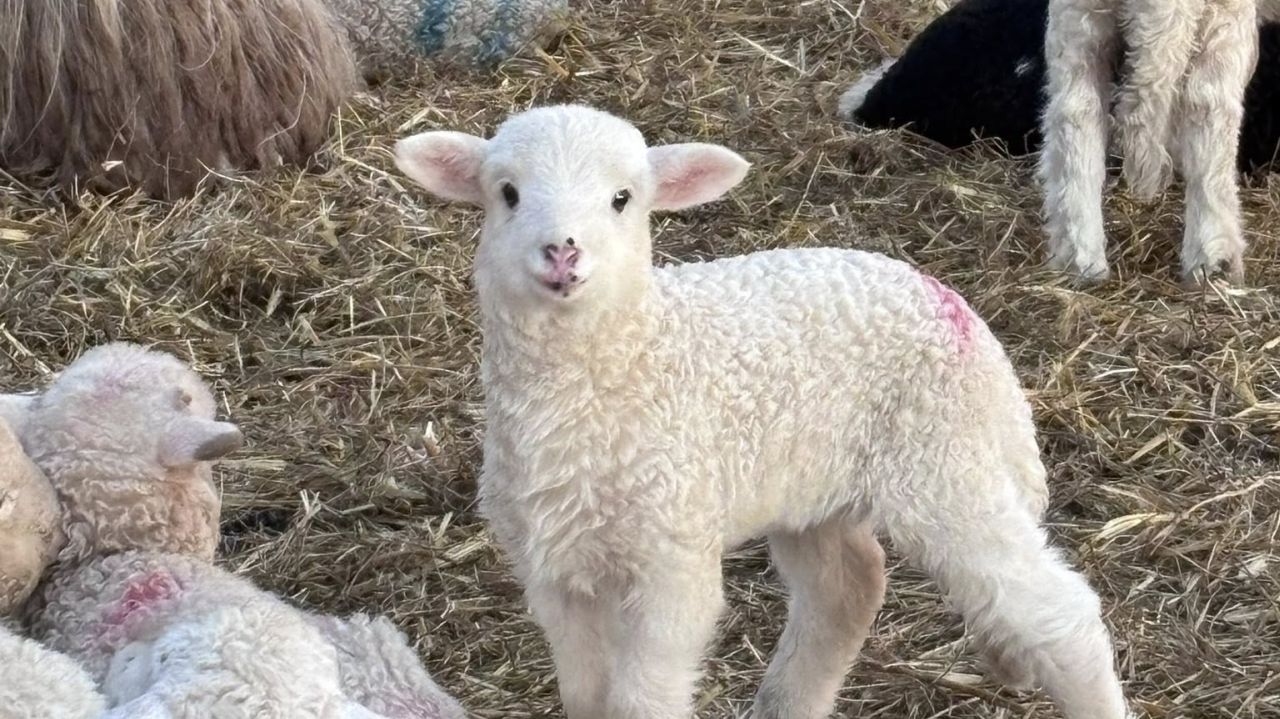 Preț miei de Paște 2026