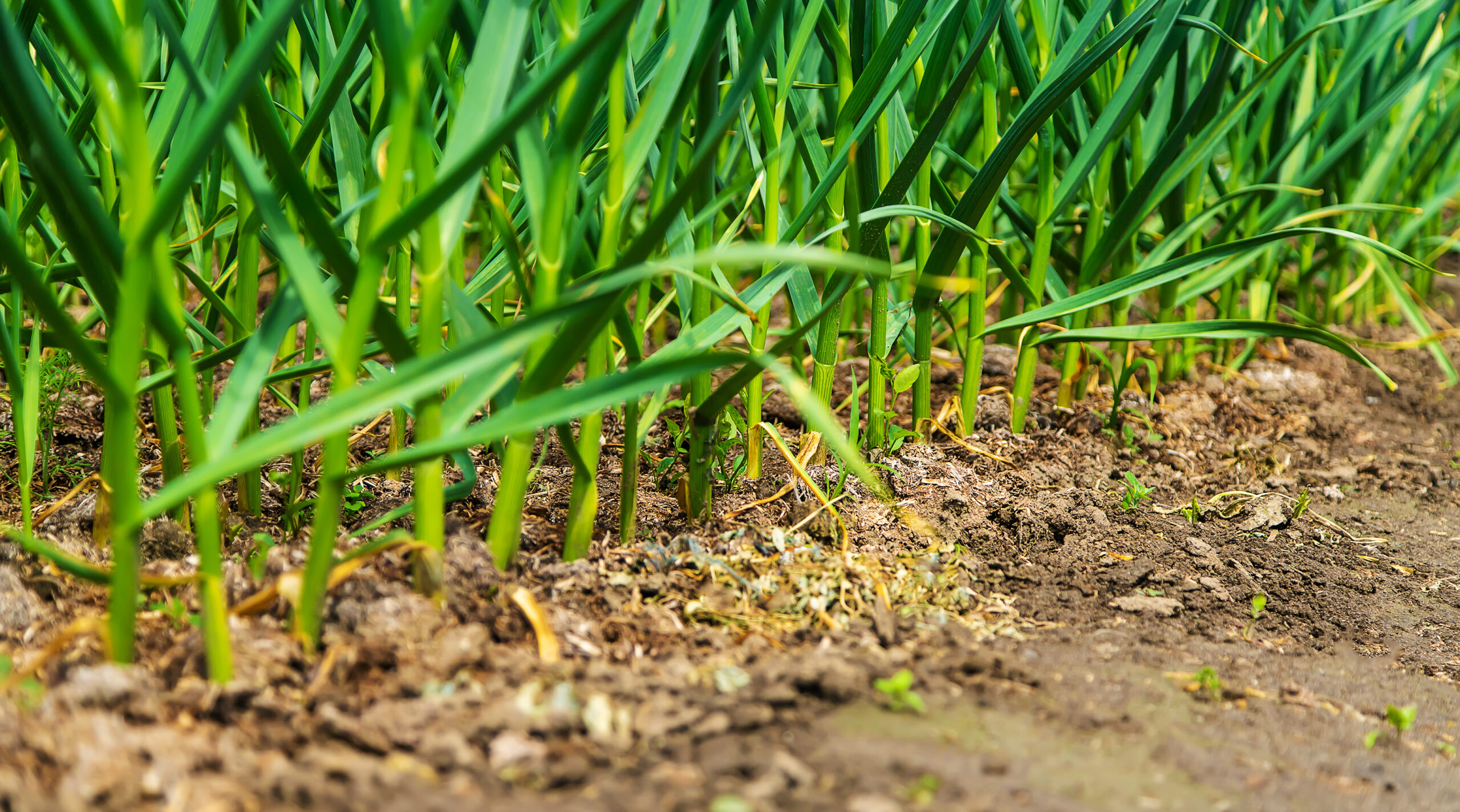 Programul Usturoiul în 2026. Condiții, acte și termene